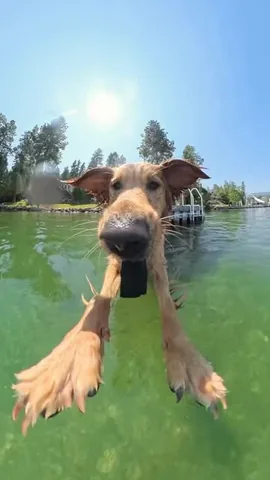 willys360world Instagram post about Dog POV humor