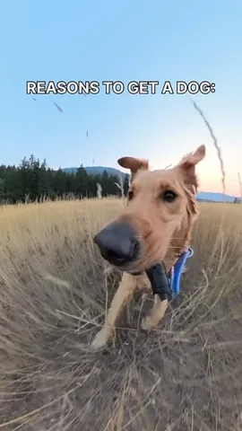 willys360world Instagram post about Dog ownership