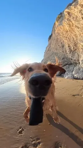 willys360world Instagram post about Dog entertainment