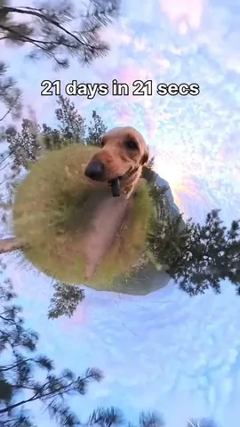 willys360world Instagram post about Dog travel content
