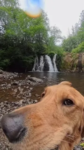 willys360world Instagram post about Dog adventure travel