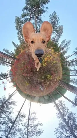 willys360world Instagram post about Dog entertainment