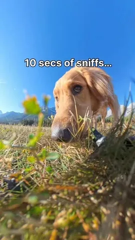 willys360world Instagram post about Dog humor