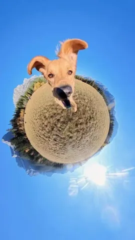 willys360world Instagram post about Dog park activity