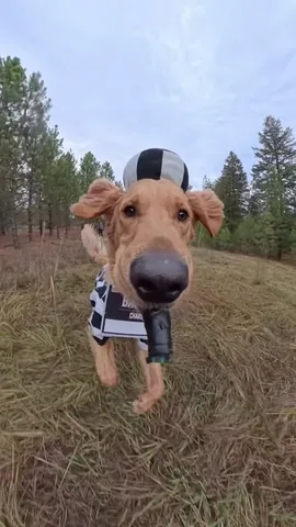 willys360world Instagram post about Dog humor