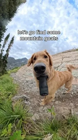 willys360world Instagram post about Dog behavior