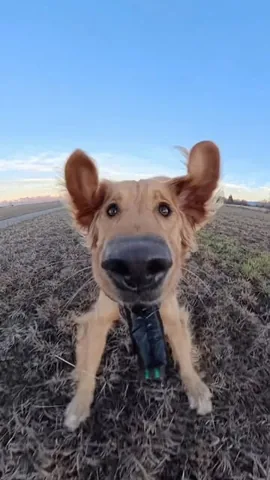 willys360world Instagram post about Dog entertainment