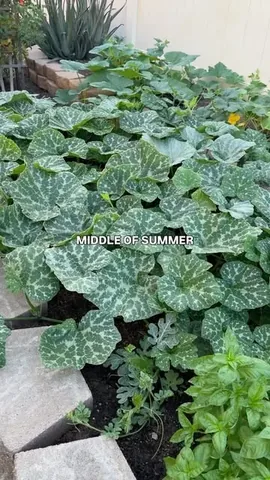 withkendra Instagram post about Home gardening