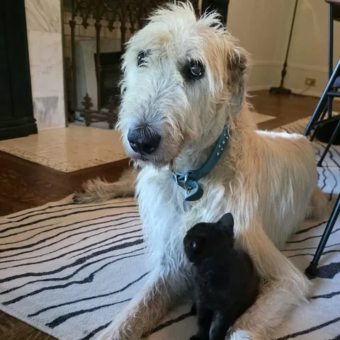 wolfgang2242 Instagram post about Kitten introduction