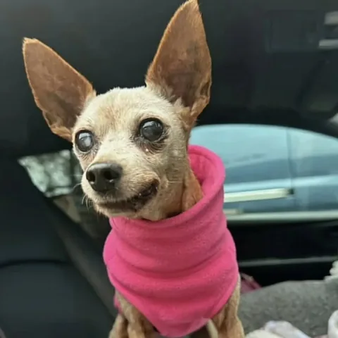 wolfgang2242 Instagram post about Pet memorial