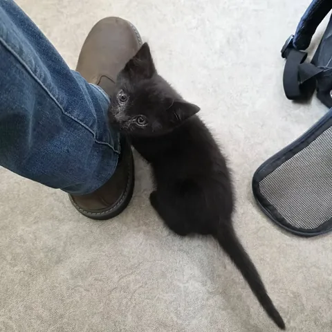 wolfgang2242 Instagram post about Kitten rescue