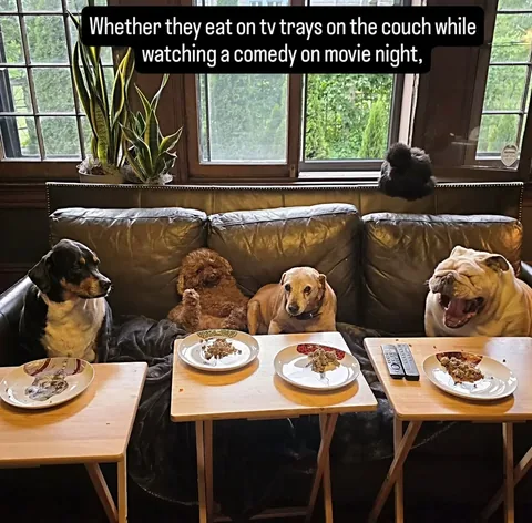 wolfgang2242 Instagram post about Dog food results