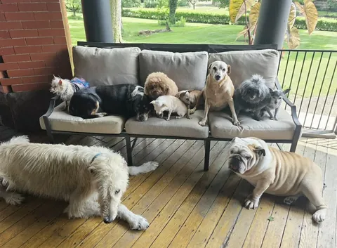 wolfgang2242 Instagram post about Senior dog play