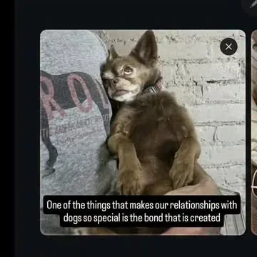wolfgang2242 Instagram post about Pet food promotion