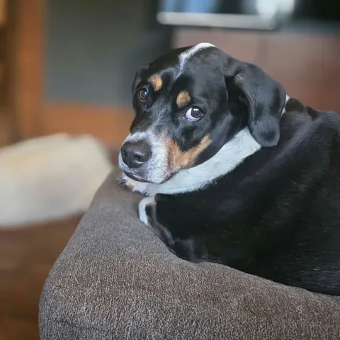 wolfgang2242 Instagram post about Dog personality
