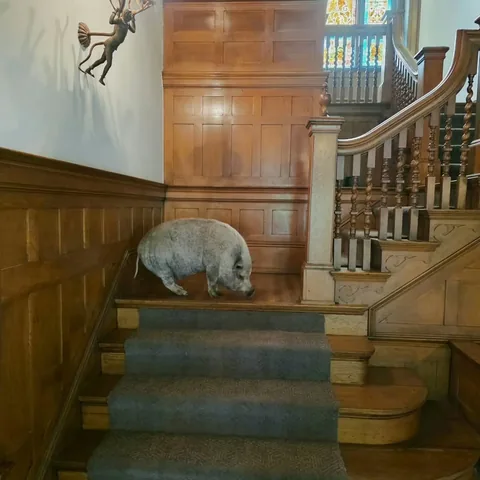 wolfgang2242 Instagram post about Pet behavior