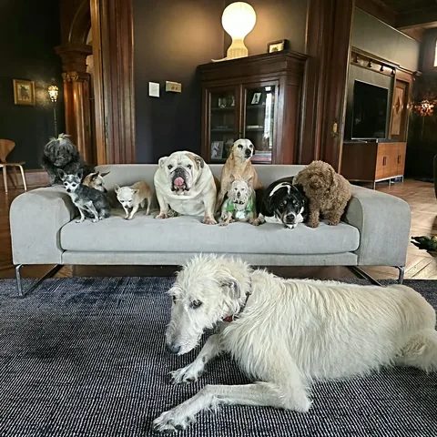 wolfgang2242 Instagram post about Senior dog adoption