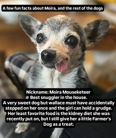 wolfgang2242 Instagram post about Senior rescue dogs