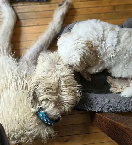 wolfgang2242 Instagram post about Pet relationships