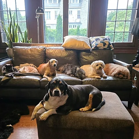 wolfgang2242 Instagram post about Senior pet adoption
