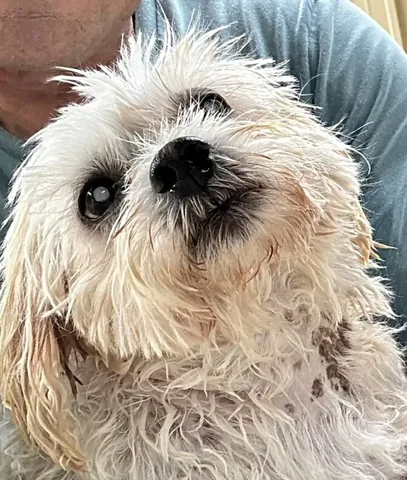 wolfgang2242 Instagram post about Blind senior dog adoption