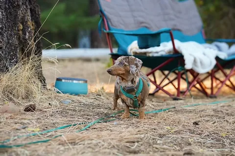youdidwhatwithyourwiener Instagram post about Camping with dogs