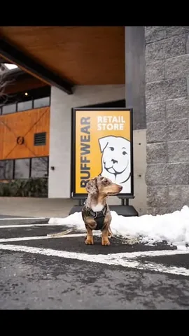 youdidwhatwithyourwiener Instagram post about Ruffwear store visit