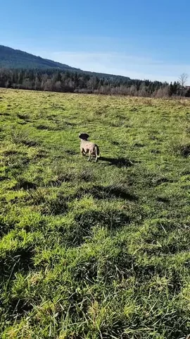youdidwhatwithyourwiener Instagram post about Dachshund recall training