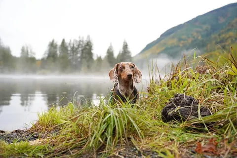 youdidwhatwithyourwiener Instagram post about Flooding and weather
