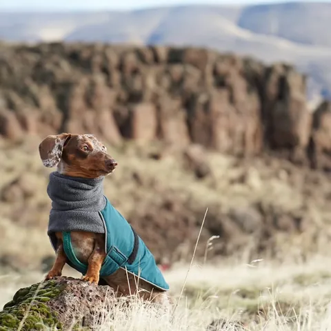 youdidwhatwithyourwiener Instagram post about Dog apparel giveaway