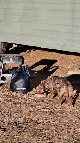 youdidwhatwithyourwiener Instagram post about Dog food travel storage