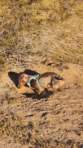youdidwhatwithyourwiener Instagram post about Canine natural behavior