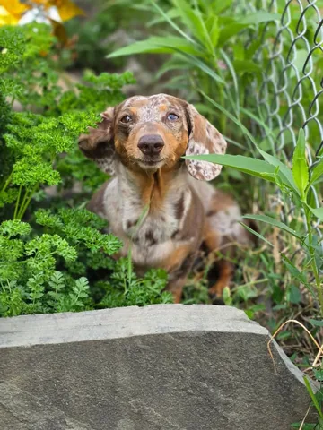 youdidwhatwithyourwiener Instagram post about Local adventure