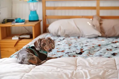 youdidwhatwithyourwiener Instagram post about Dog friendly camping travel