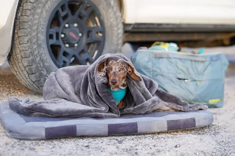 youdidwhatwithyourwiener Instagram post about Dog enrichment and career opportunities