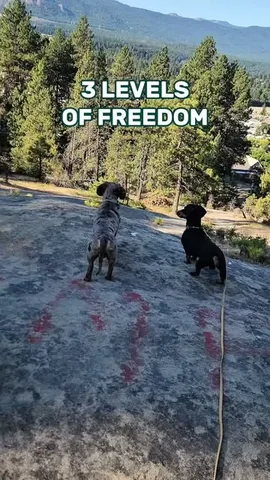 youdidwhatwithyourwiener Instagram post about Dog freedom and leash management