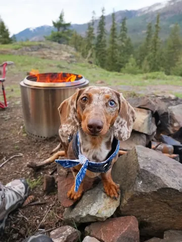 youdidwhatwithyourwiener Instagram post about Emotional regulation in dog training
