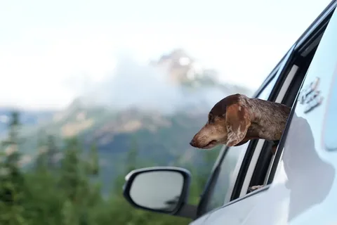 youdidwhatwithyourwiener Instagram post about Road trips