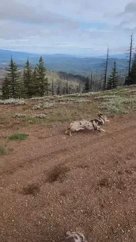 youdidwhatwithyourwiener Instagram post about Off leash hiking and recall