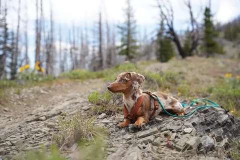 Jessica - Doxie Expert, LFDM-BDWA, DN-CET Instagram post thumbnail