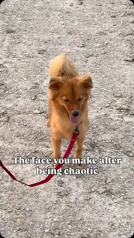 zhara.marie Instagram post about Dog behavior