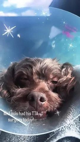 zoalinseyifbbpro Instagram post about Dog surgery and recovery