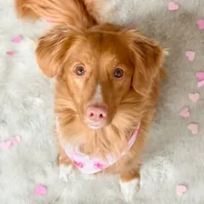 Abba the Toller 💗 profile photo
