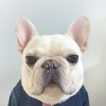SirCharlesBarkley the Frenchie — Instagram profile photo