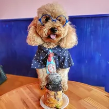 Bowser The Goldendoodle Foodie — Instagram profile photo