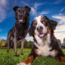 Brandy And Moose — Instagram profile photo