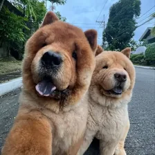 Churro and Toffee — Instagram profile photo