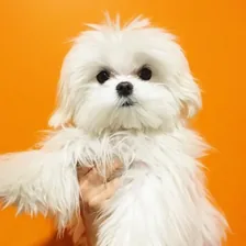 Coco & Cici — Instagram profile photo
