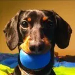 Crusoe the Dachshund — Instagram profile photo