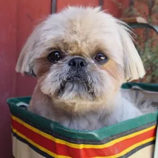 Dougie the Shih Tzu — Instagram profile photo